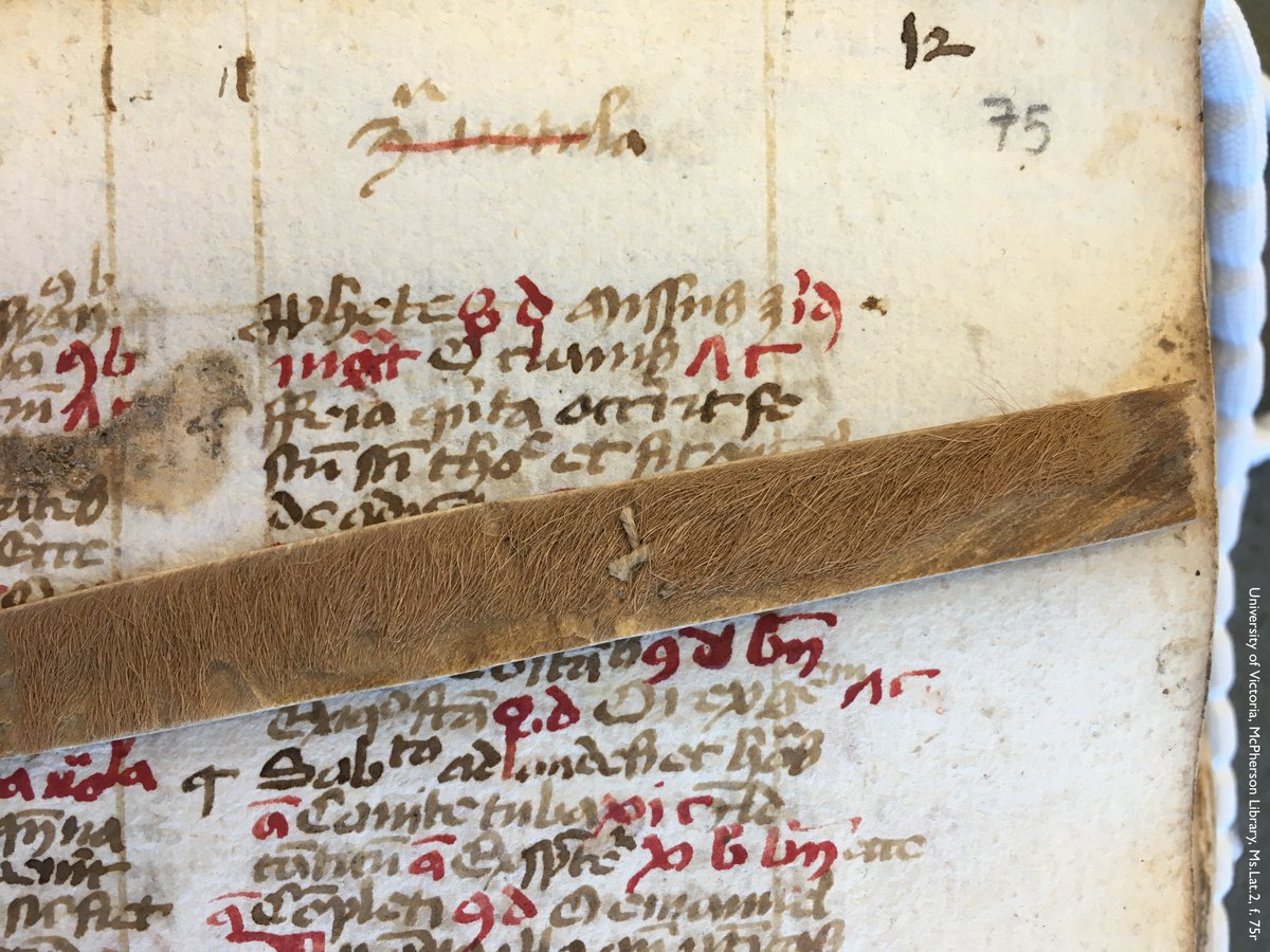 Photo of part of a leaf in a medieval manuscript. The text is Latin, messily scrawled in brown ink with red decorative elements. Laying across the page is a built-in medieval bookmark made of parchment (i.e. specially-treated animal skin) with short, reddish-brown hair still attached. Shelfmark: UVic, McPherson Library, Ms.Lat.2, f. 75r.