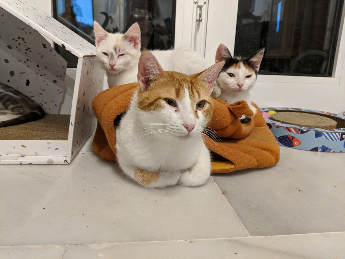 me_charmander's tweet photo. ME CHARMANDER AM DO A PROTECC OF SMOL FRENS https://t.co/ciEIVrCgmr