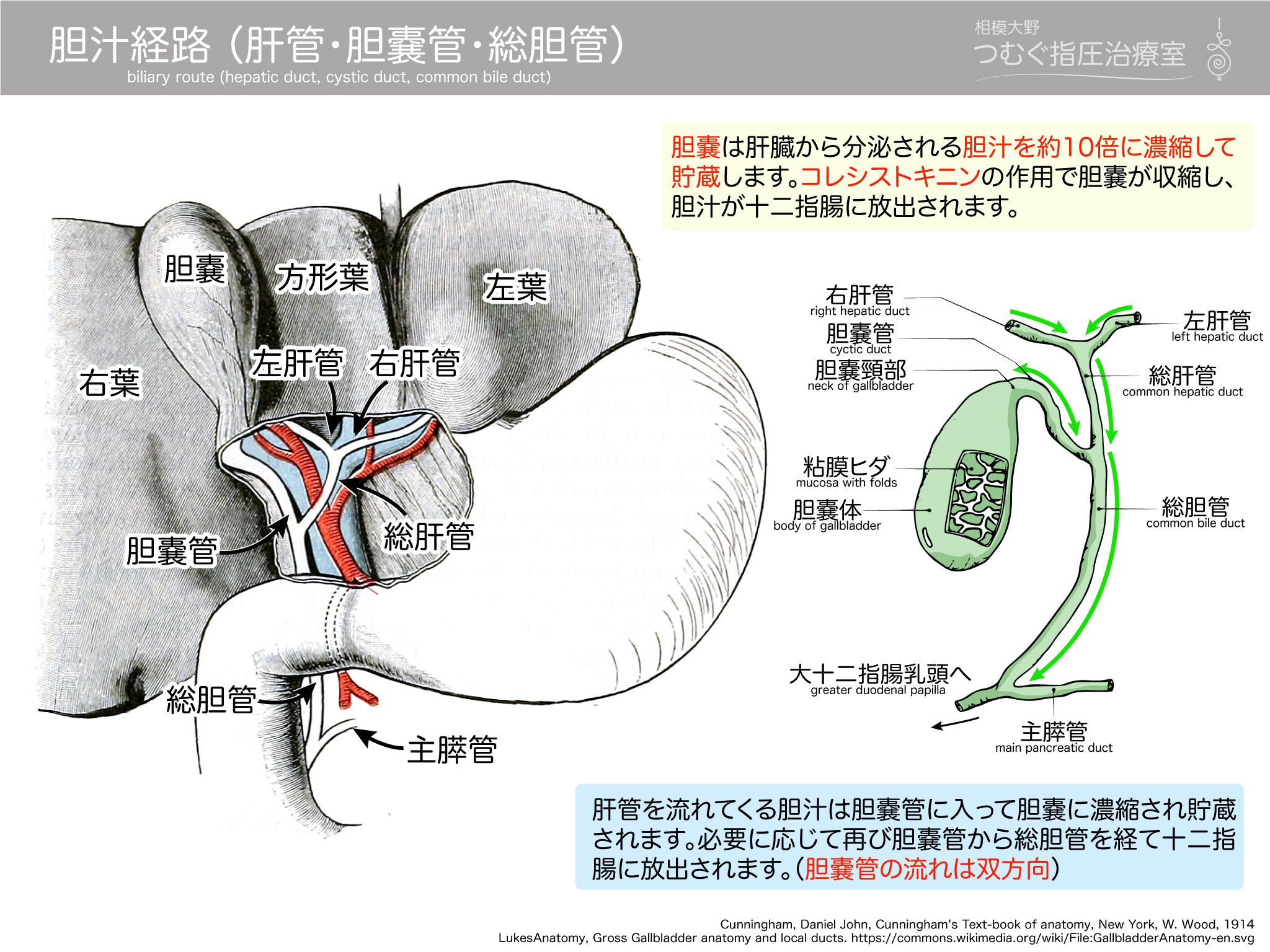 かずひろ先生 なるほど解剖学 on Twitter 