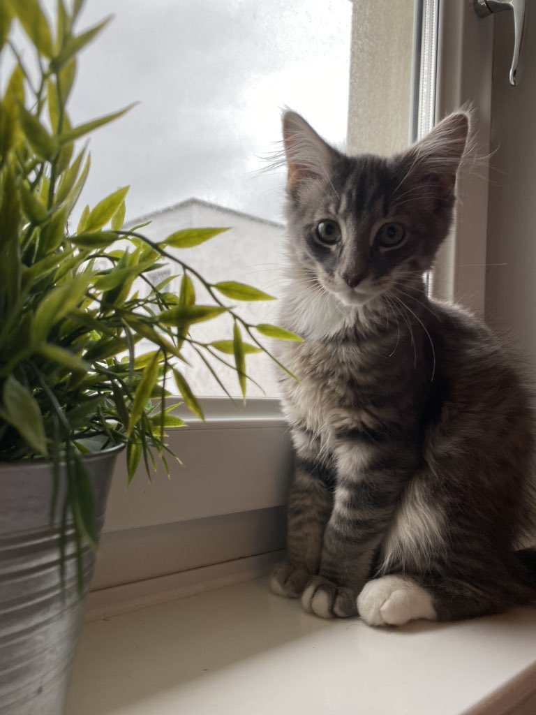 rossmxcmillan's tweet photo. Rhaegar tried to eat one of our fake ikea plants today. Safe to say he had instant regret https://t.co/WuolViUdFg