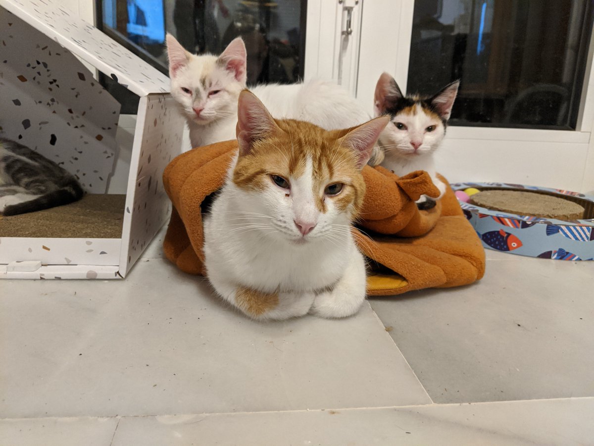 me_charmander's tweet photo. AM NO THINGS WILL MESS WITH ME CHARMANDER SMOL FRENS https://t.co/DRAsODAtXY