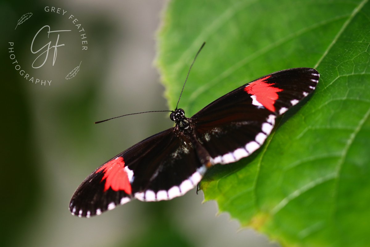 GreyFeatherPhot's tweet photo. Postman butterflies come in a variety of patterns, this one is known as the piano key variety. It's easy to see why! 🎹

#lifeinminiature #postmanbutterfly #longwings #butterflies #insects #nature #magicoflife #naturetherapy #bestbutterfly #wonderofwings

@Greenwings https://t.co/7UUc4eIsqZ