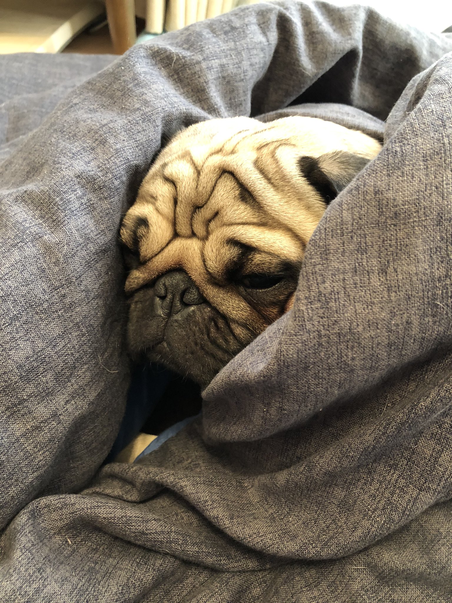 布団にくるまる Twitter Search Twitter