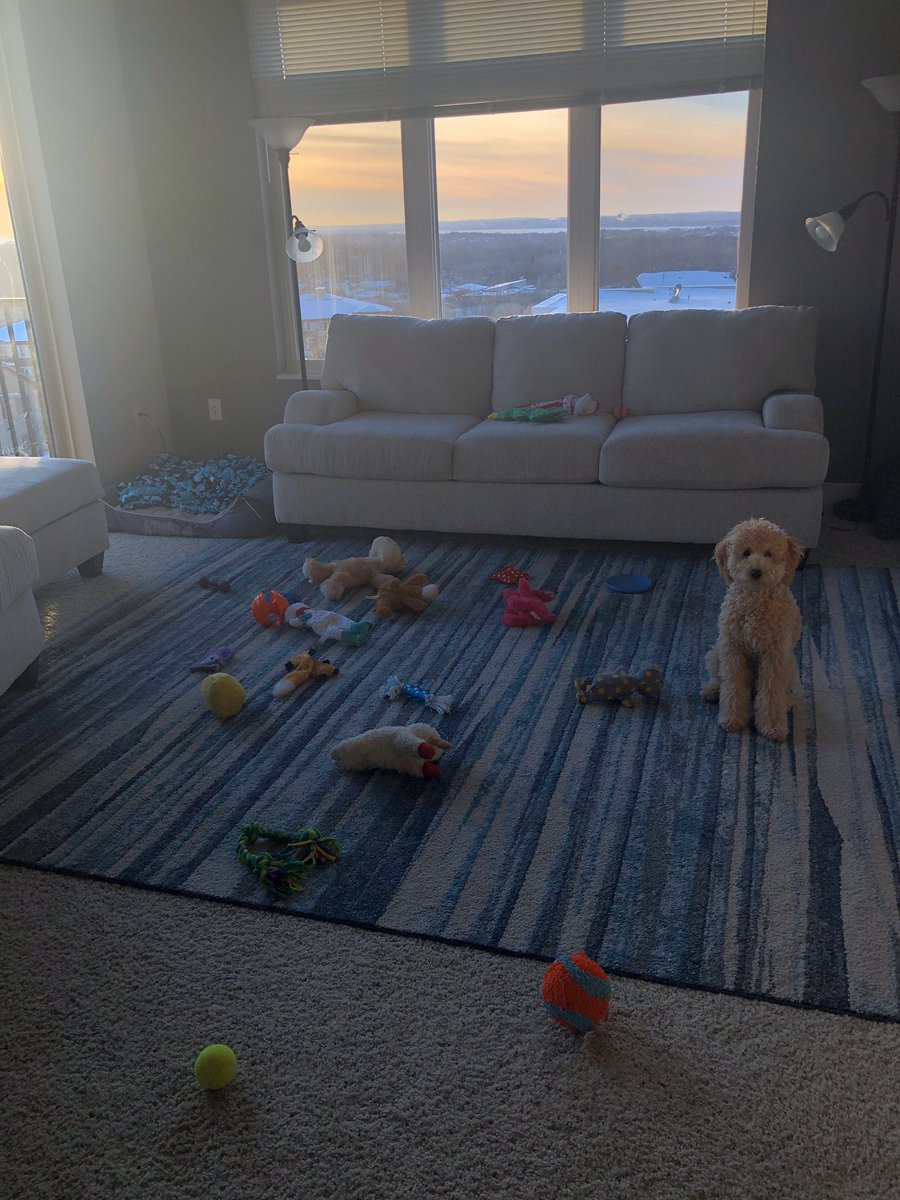 HoltAndria's tweet photo. Living with a puppy is like living with a toddler... you put their toys away, and they take EVERY toy out of their toy bin immediately after... #dogmom #puppy https://t.co/61ZvFWrGqP