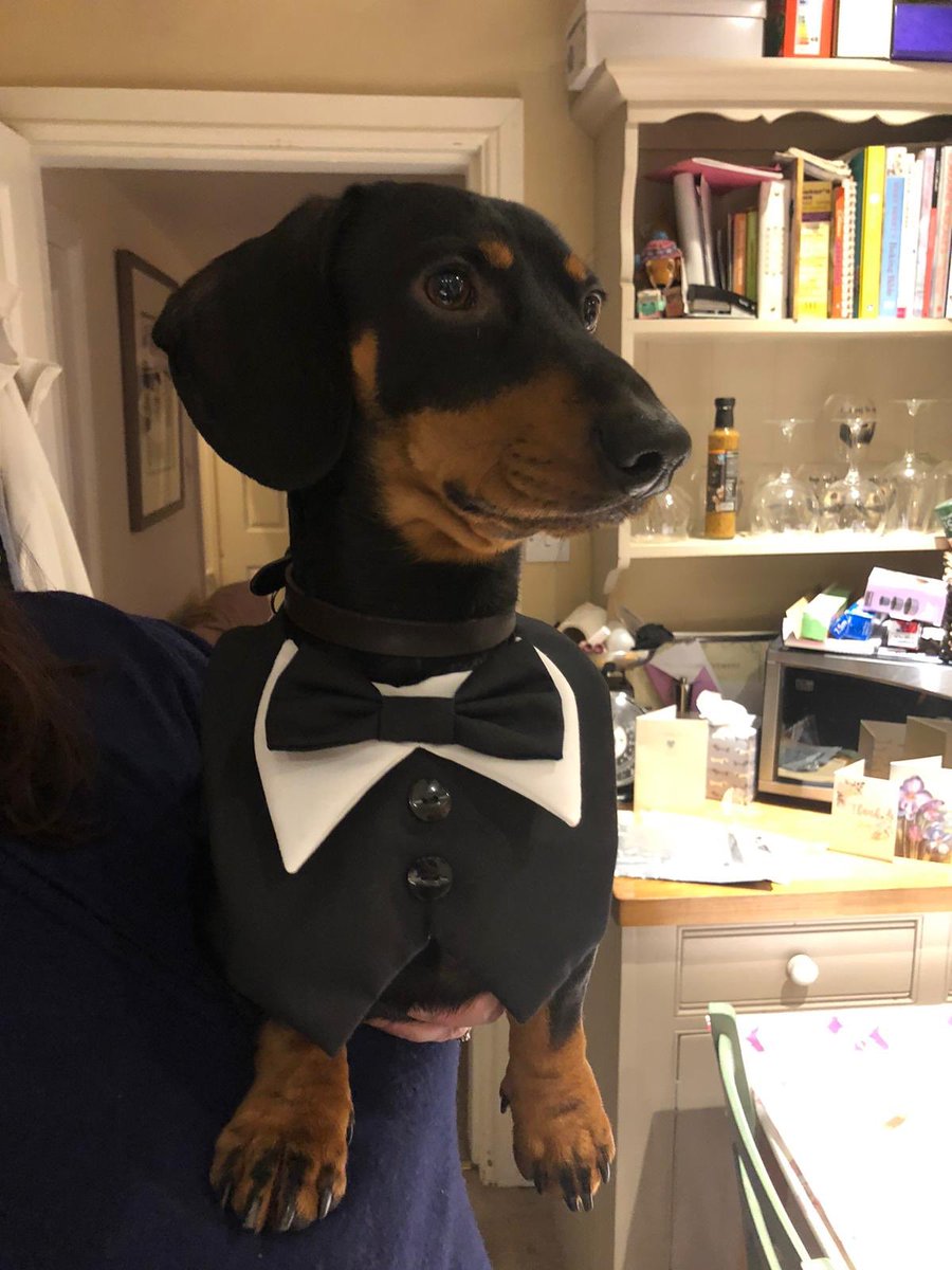 pp2811's tweet image. My future best man ❤️❤️🎩🎩🤵🤵#bestlookingdogaround#mywingman