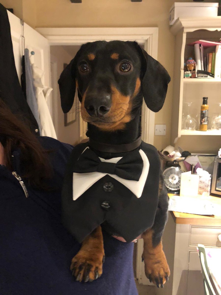 pp2811's tweet image. My future best man ❤️❤️🎩🎩🤵🤵#bestlookingdogaround#mywingman