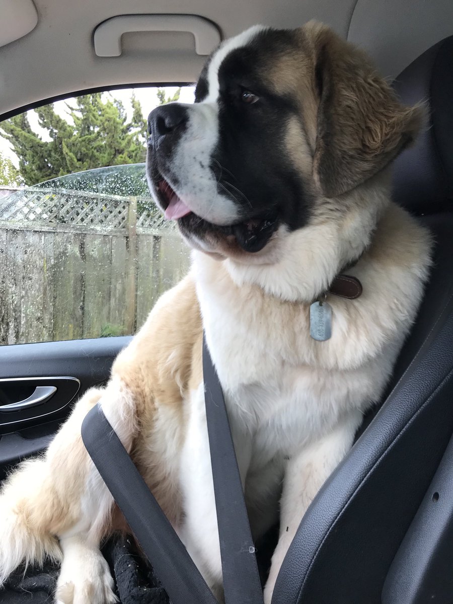 DogsCruz's tweet image. Strapped in and shotgun! #seatbeltdog #stbernard #dogs