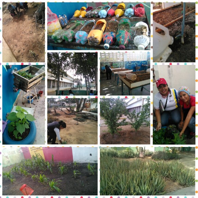 ptmscarirubana's tweet photo. #14Ene Conuco Escolar del LN Mariano de Talavera con Siembra de Maíz, Cebollín, Ají, Cilantro, Mango, Cemeruco, Tamarindo, Lechosa y Sábila #MunicipioCarirubana #PqaNorte #FALCON @BRCIRCUITO17 @CarirubanaRed4 @ptmsfalcon1 @PTMSNACIONAL @MPPEDUCACION @ZonaFalconEduca https://t.co/PKGJ2gaaLo