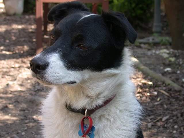 BorderTess's tweet photo. All the dogs asleep! Except for Tess who never stops watching what I am doing. It breaks my heart to see only three of them 😭 RIP Bud my beautiful boy. #bordercollie https://t.co/i9krh9Gwmb