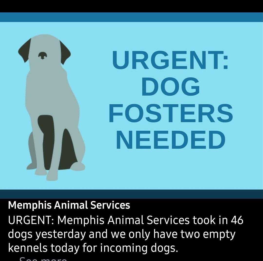 🚨Emergency🚨 shelter is full! URGENT: Memphis Animal Services took in 46 dogs yesterday and we only have two empty kennels today for incoming dogs.Come to the shelter at 2350 Appling City Cove between 12-7pm today. Learn more at memphisanimalservices.com/foster. facebook.com/12449436438909…