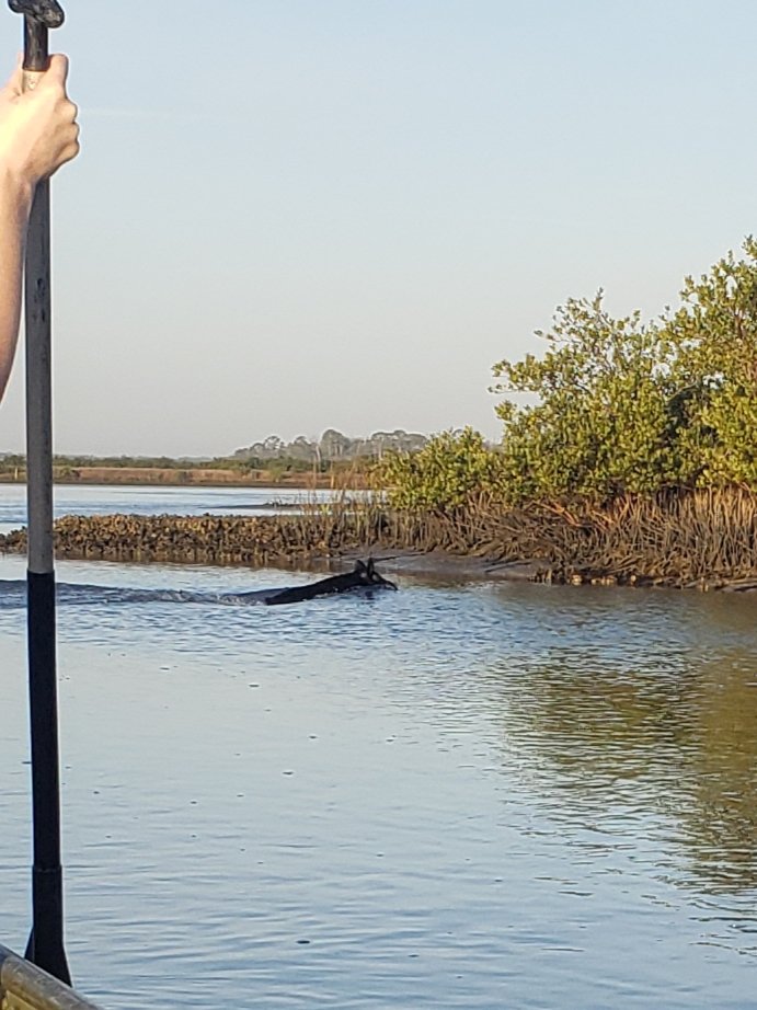 Kimbro Lab tweet media