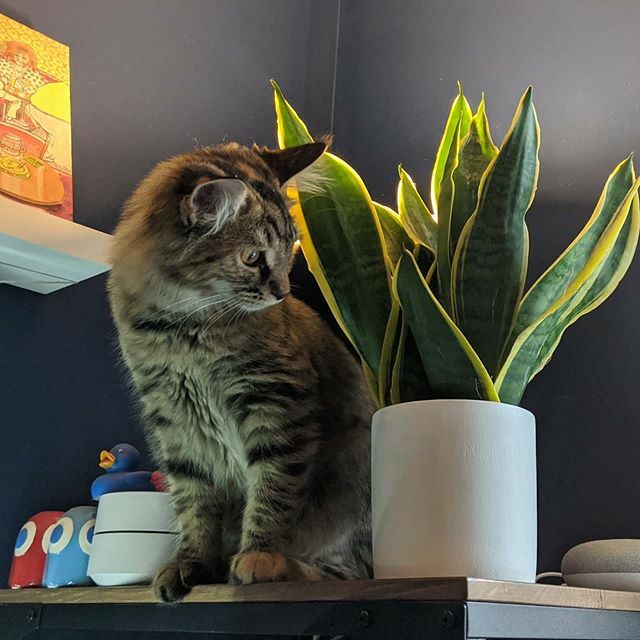 mathewpan24's tweet photo. Kitten now able to reach the top shelf 😬

Running out of places to hide things 🤔 https://t.co/fH1GzZofNR https://t.co/YJxbIoFVbm