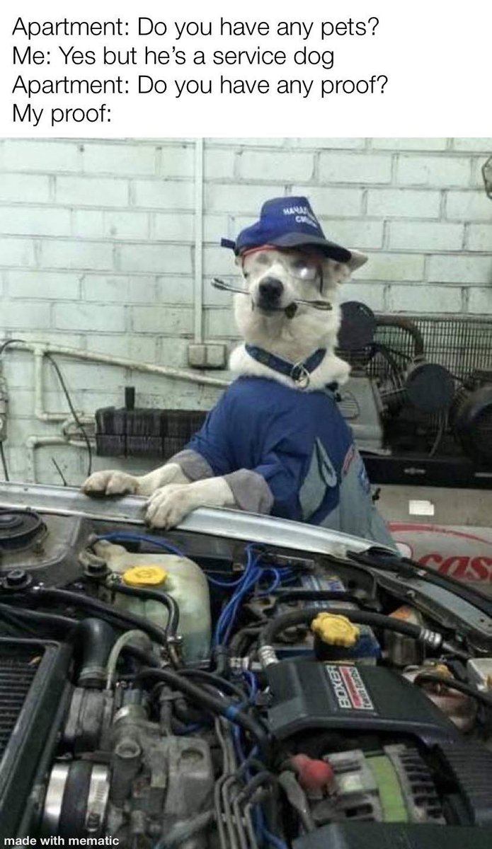 craftapartments's tweet photo. Shout-out to all the hard-working service doggos out there ๐๐ถ
#servicedogs #craftyourlifestyle #craftapartmentlocators
#austinapartments #austinrealestate #austin #austincondos https://t.co/fhGwj7yYJ2