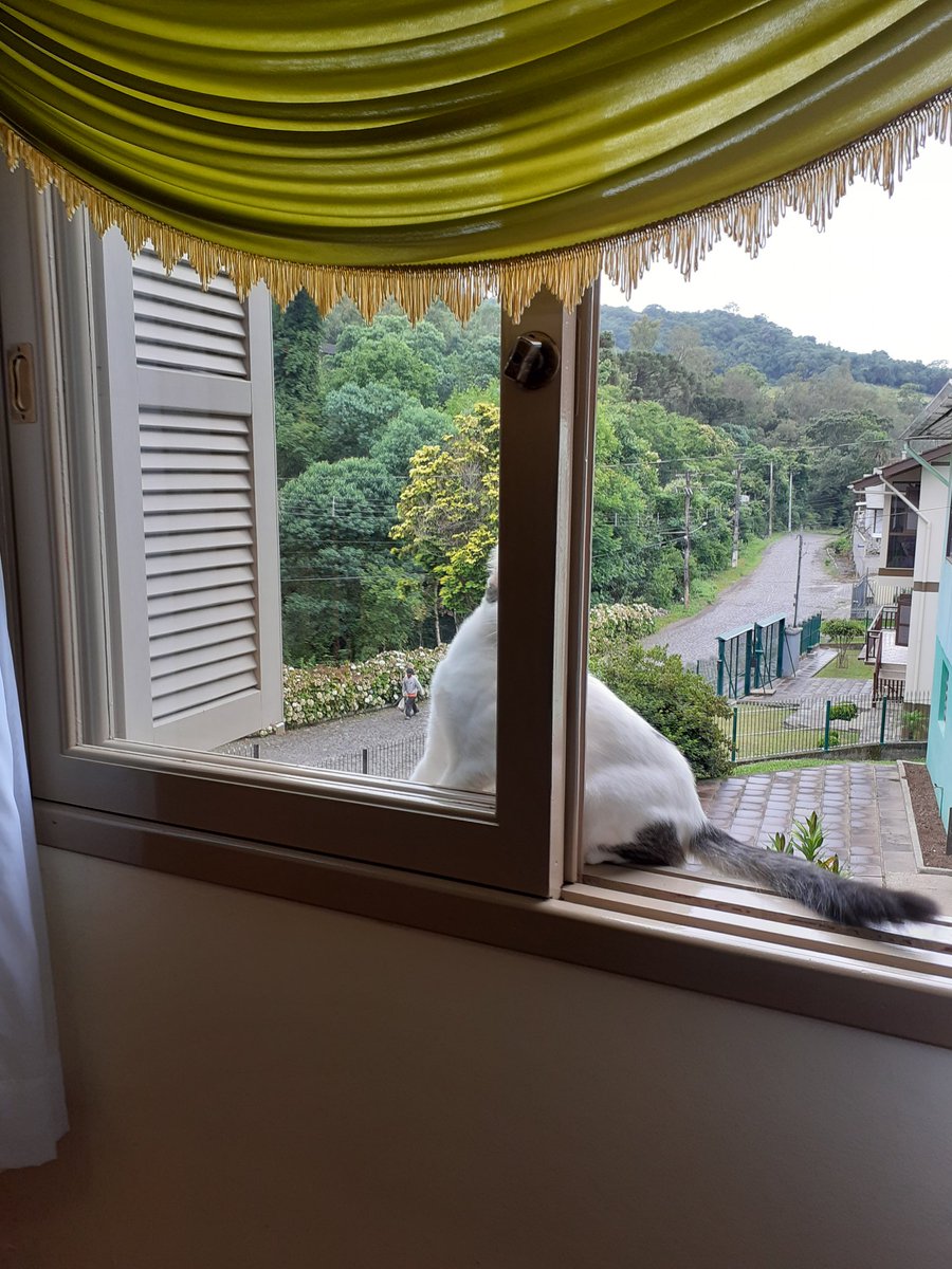 ❤ 🐈🐱🐾 tweet media