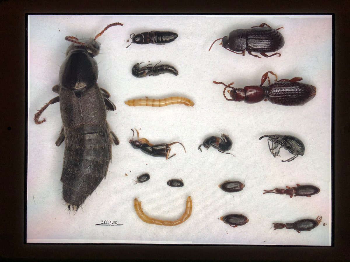 iBioGen_project's tweet photo. We had a great time at @NHM_London in December learning metabarcoding protocols and high-resolution imaging for bulk arthropod samples, thank you @Beetlephylo ! We are now implementing the protocols @UCY on soil arthropod samples from Cyprus montane forests #Horizon2020 #iBioGen https://t.co/CzJfiFUWjk