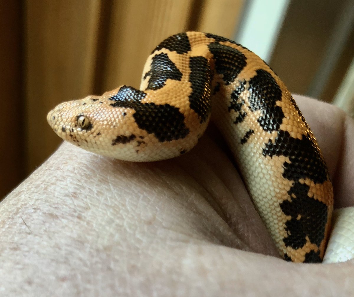 markowenmartin's tweet photo. #BabyCarl is a happy #Micronoodle. https://t.co/1Eg528mJrY