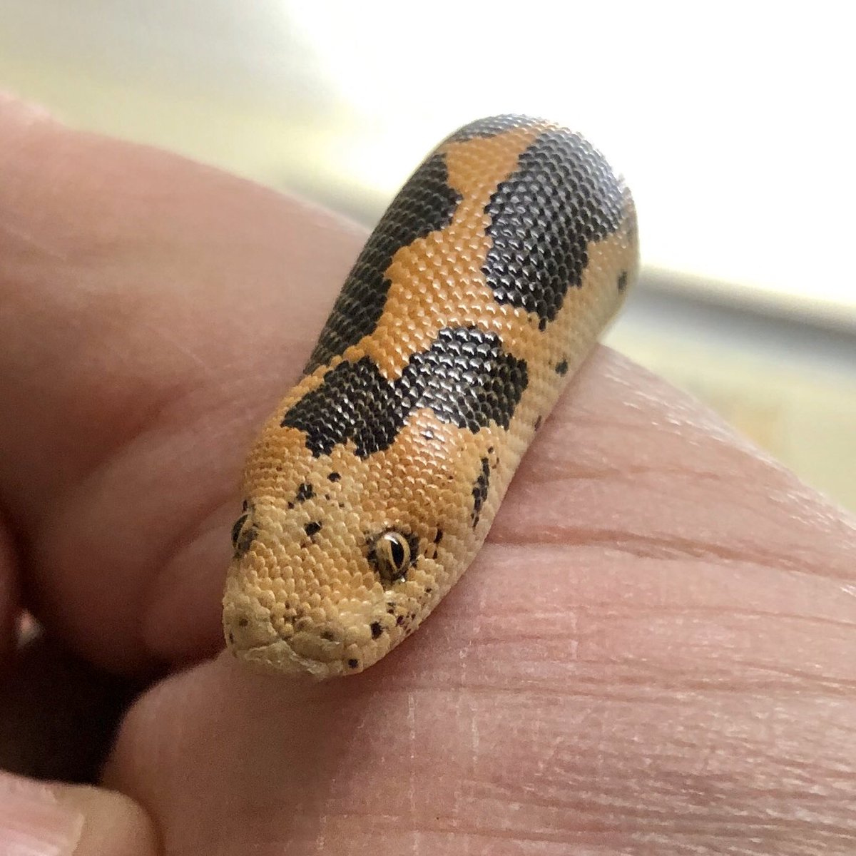 markowenmartin's tweet photo. #BabyCarl is a happy #Micronoodle. https://t.co/1Eg528mJrY
