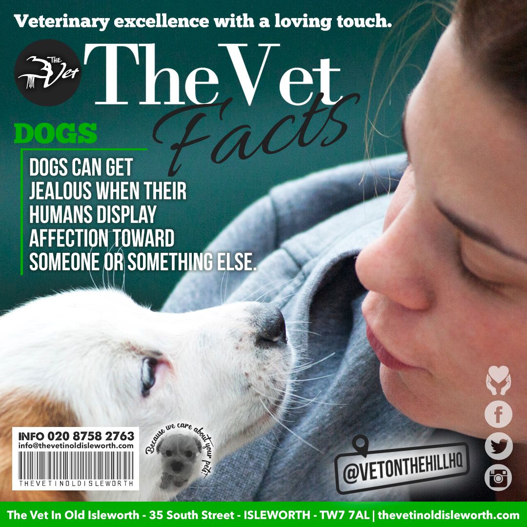 VetOnTheHillHQ's tweet photo. 🐶#Dogs get jealous too! 🐶
#PetHeat #HealthForPets #PetWellbeing https://t.co/PgJEX91vRH