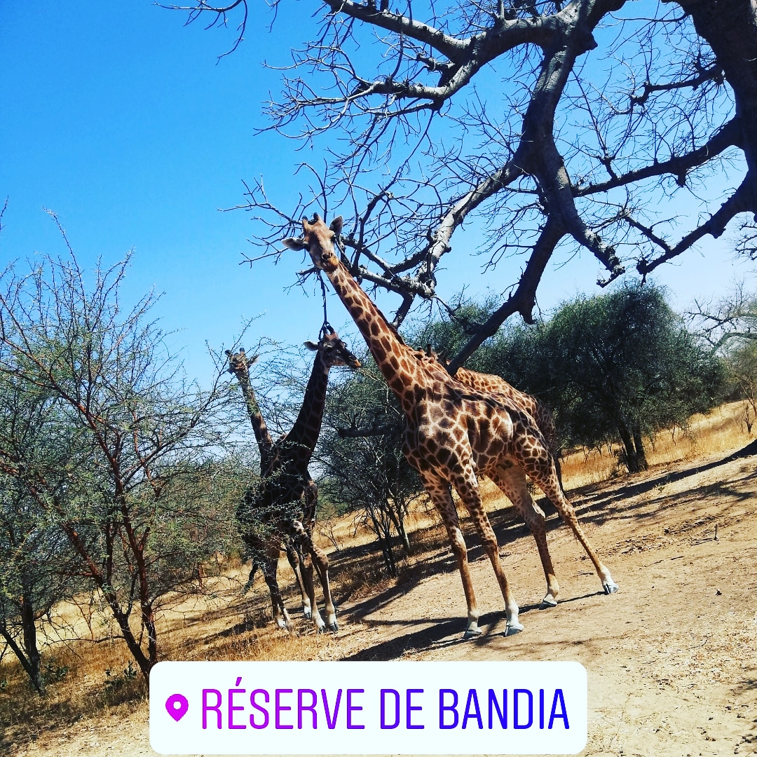 STouristique's tweet photo. #reserve_de_bandia_senegal
#SENEGAL_TOURISME
#DESTINATION_SENEGAL
#Camel_from_Africa
#Wild_forest_Senegal
#Discover_Senegal_Culture https://t.co/3drHKpcAkZ