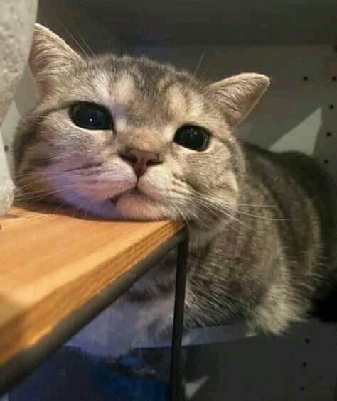 لما أكون مستنيه حد بحبه يكلمني هههه.