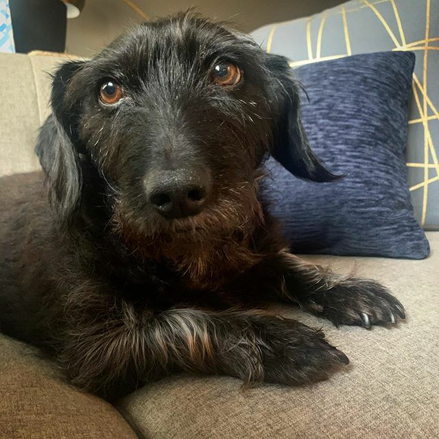 alishaalyson's tweet photo. That face. 🥰 #thecapn #doxiescott #muttsofinstagram #alishaalyson https://t.co/RbgMIXKiGZ https://t.co/CTWxfg1Hkc