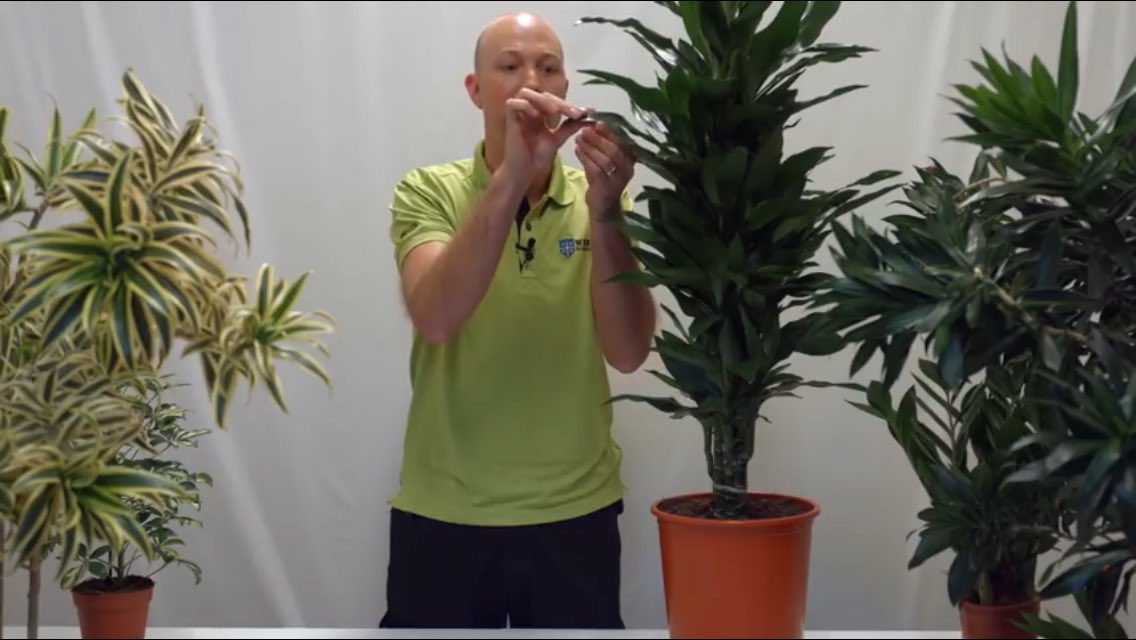 saudi_meem's tweet image. #tips_and_tricks #indoor_plants
youtu.be/nhhIu5PTWeE
العناية بالنباتات الداخلية:
١- حجم الأوراق
٢- لون الأوراق
٣- كثافة/ ثخن الأوراق
٤- هل النبات مزهر