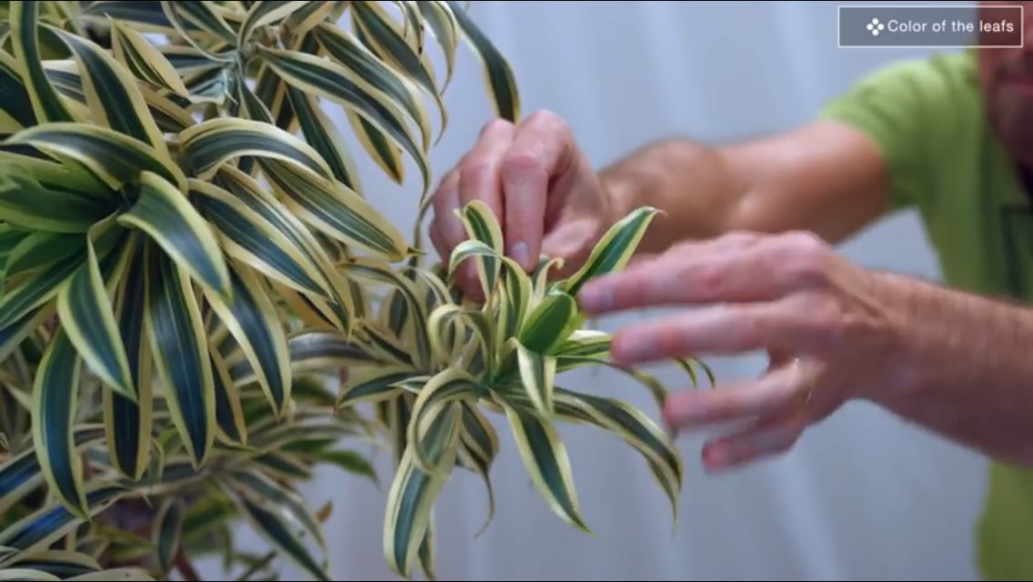 saudi_meem's tweet image. #tips_and_tricks #indoor_plants
youtu.be/nhhIu5PTWeE
العناية بالنباتات الداخلية:
١- حجم الأوراق
٢- لون الأوراق
٣- كثافة/ ثخن الأوراق
٤- هل النبات مزهر