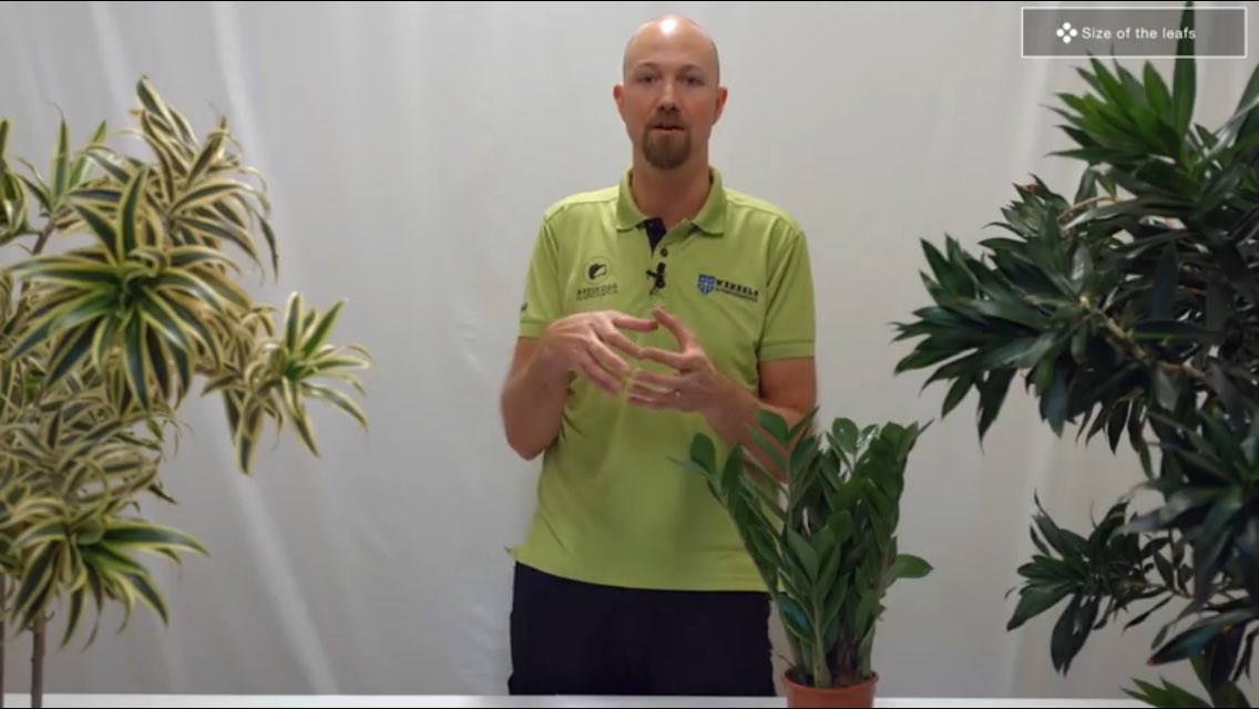 saudi_meem's tweet image. #tips_and_tricks #indoor_plants
youtu.be/nhhIu5PTWeE
العناية بالنباتات الداخلية:
١- حجم الأوراق
٢- لون الأوراق
٣- كثافة/ ثخن الأوراق
٤- هل النبات مزهر