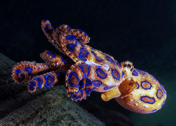 Rainmaker1973's tweet photo. There is no antidote for a blue-ringed octopus bite. However, if you can get a ventilator to breathe for you for 15 hours, you survive with no side effects https://t.co/EKbq0VCJur https://t.co/1llyLDjpS1
