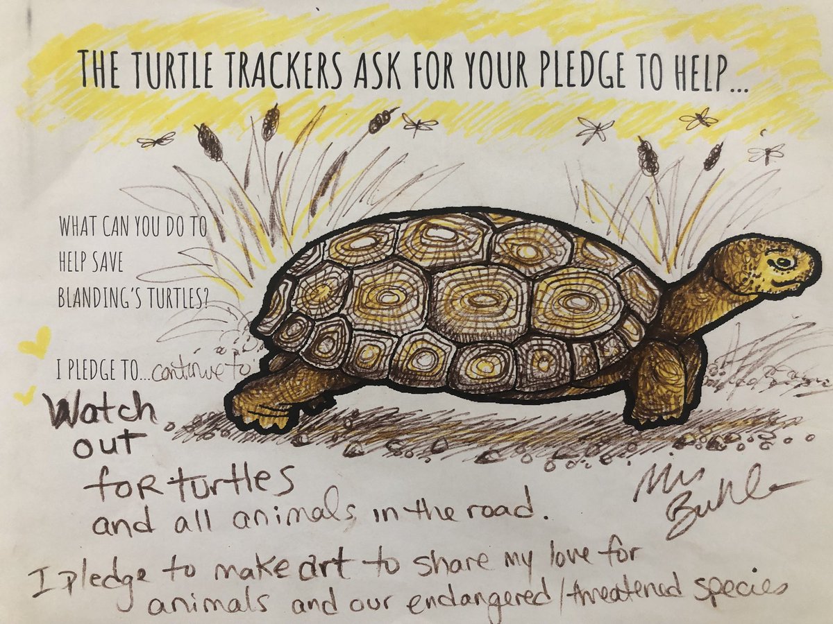 AHS Turtle Trackers tweet media