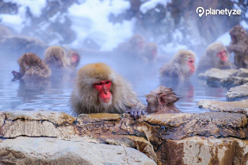 TripleLights's tweet photo. See the world famous #snowmonkey in the hot springs ♨️ of #nagano. Complete your travel experience with a #PrivateTour: https://t.co/aLwEO6kJ3h https://t.co/6PH18TCNJs
