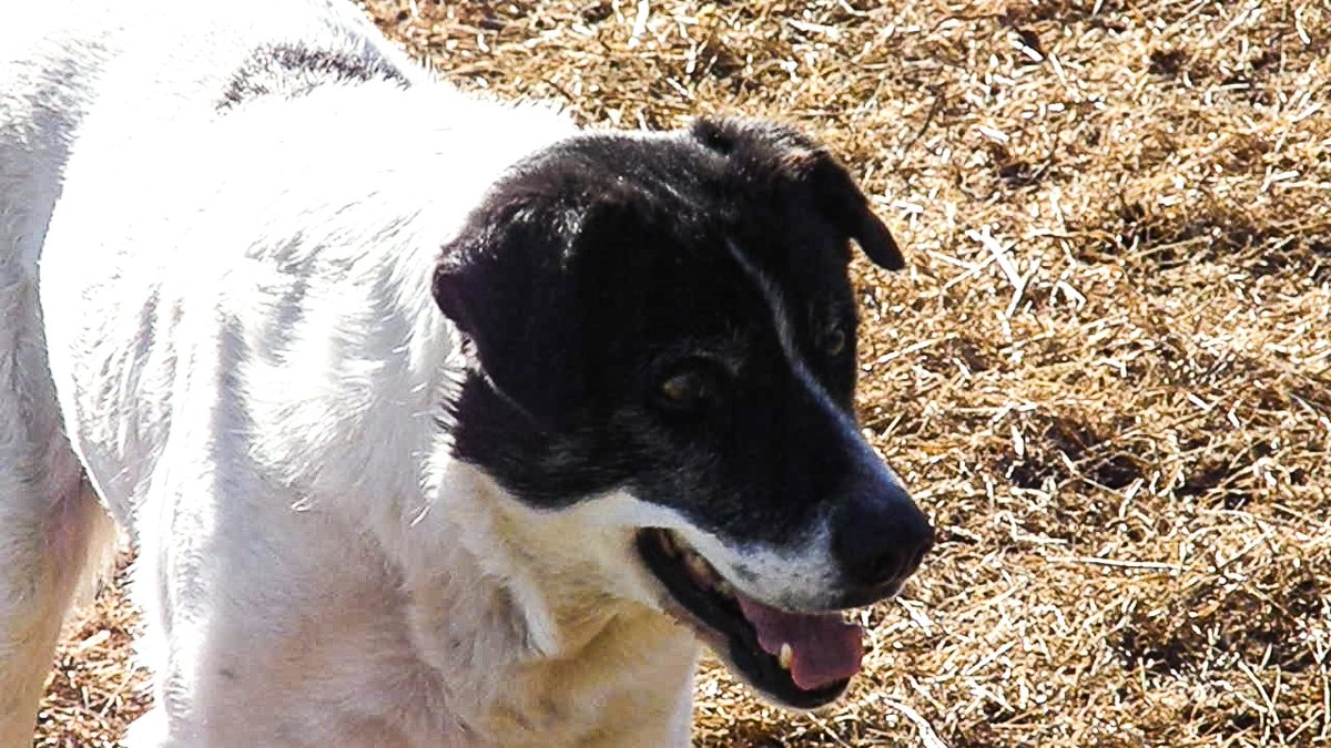 FarmBureau's tweet image. This farm dog, Joker, is a cow dog and even manages a few goats. He’s been told that his owners would need to hire an extra person to do what he does. Vote for Joker as People’s Choice Farm Dog by liking this post. @KSFarmBureau
