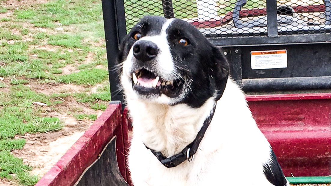FarmBureau's tweet image. This farm dog, Joker, is a cow dog and even manages a few goats. He’s been told that his owners would need to hire an extra person to do what he does. Vote for Joker as People’s Choice Farm Dog by liking this post. @KSFarmBureau