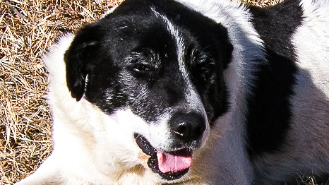 FarmBureau's tweet image. This farm dog, Joker, is a cow dog and even manages a few goats. He’s been told that his owners would need to hire an extra person to do what he does. Vote for Joker as People’s Choice Farm Dog by liking this post. @KSFarmBureau