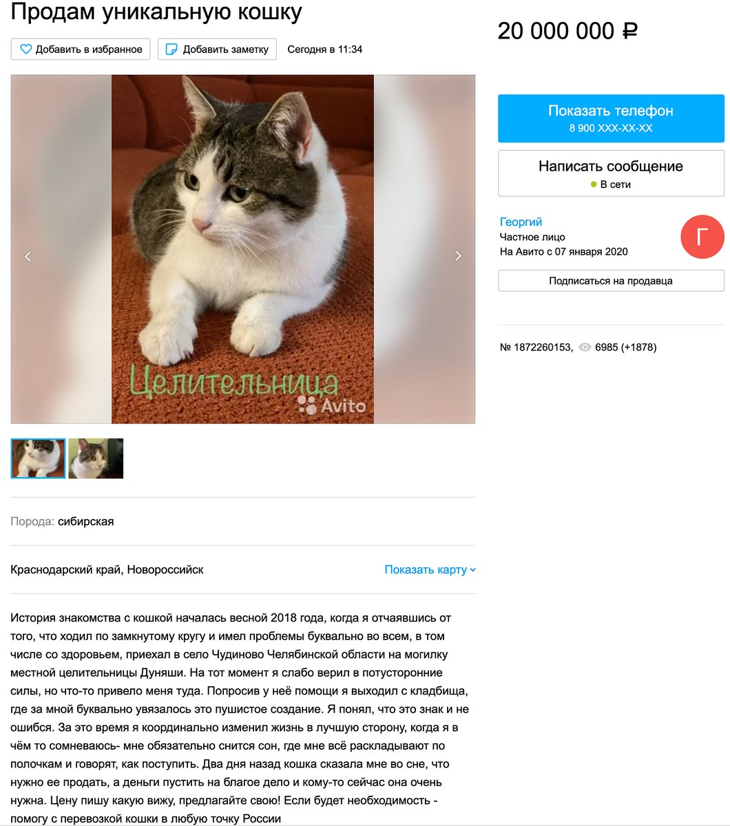 Ростовский уникальный кот. Есть кошку продали. Как предложить свою кошку в рекламу. Продается кошка отзывы
