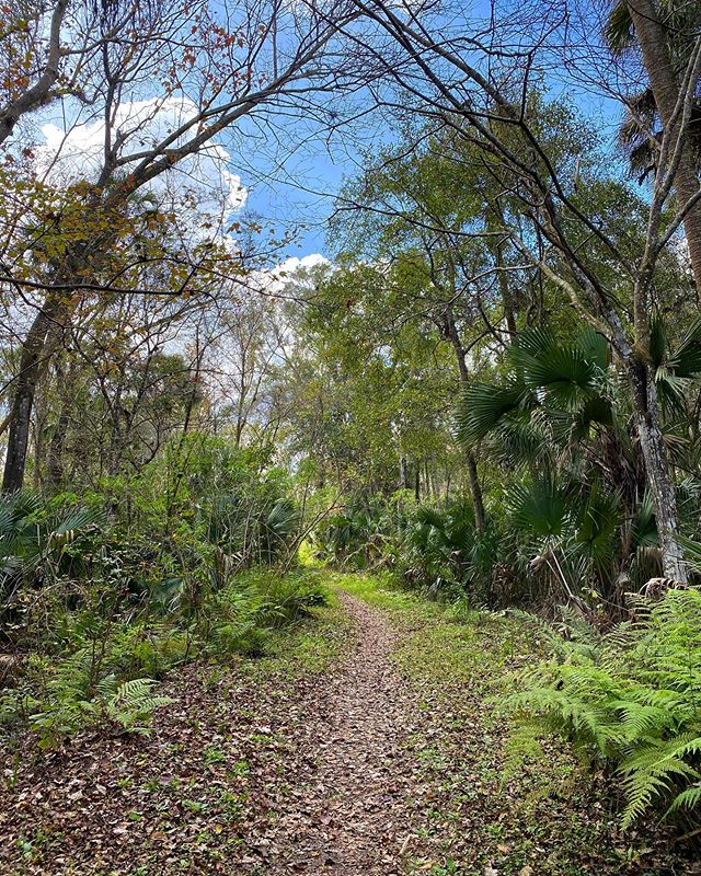 Jodicab22's tweet photo. 🌿🌴 #springhammockpreserve #lunchwalking #funeralformyfat #officeescaping #goplayoutside

📸 https://t.co/B4vhkkf418 via https://t.co/5ttQiDWlXB https://t.co/oQk0Groxux