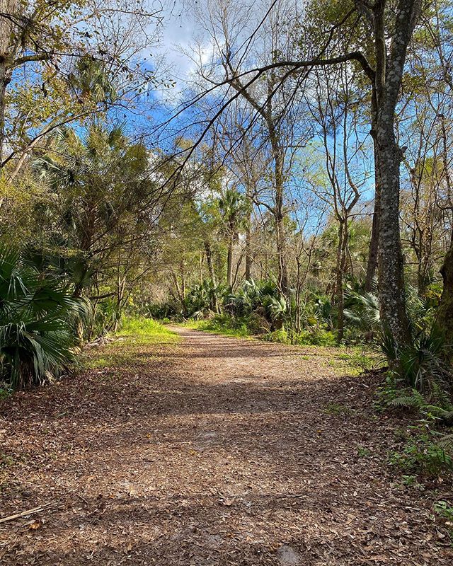Jodicab22's tweet photo. 🌿🌴 #springhammockpreserve #lunchwalking #funeralformyfat #officeescaping #goplayoutside

📸 https://t.co/B4vhkkf418 via https://t.co/5ttQiDWlXB https://t.co/oQk0Groxux
