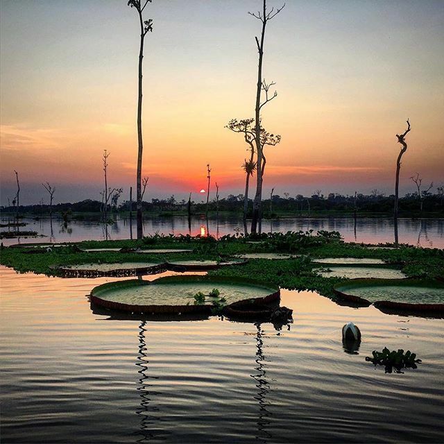treehouse_lodge's tweet image. Posted @withregram • #tbt to a great shot by @jdonut6 during one of the Treehouse Lodge’s excursions
•
This sunset was one of the most unique and glorious evenings I’ve ever experienced. On a small motor boat in the middle of the Amazon jungle in Peru with massive floating l…