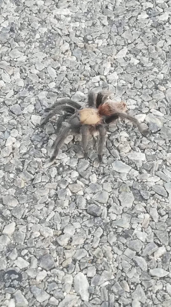 /lowkey feel like this account is p much dead and that i should flip it 
dunno but

HAVE SPIDER