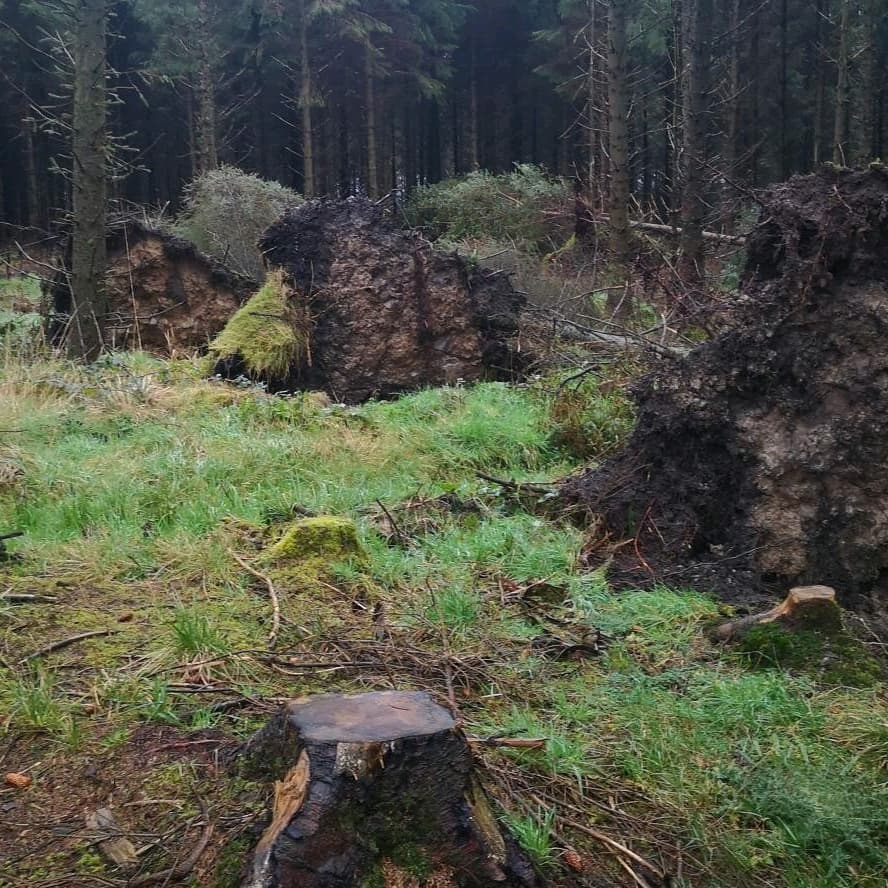 AerialAgri's tweet photo. Small pockets of damage post storm Brendan in the midlands on heavily thinned poorly drained site. Aerial images show the site pre-storm https://t.co/16UPvm95Cy