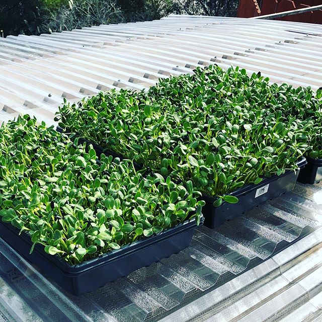 MicrogreenFarm's tweet photo. Why not use the roof of the shade house for some pre-market sunbathing? See you this afternoon shopnorthparkmarket ! #microsalad #sunflowershoots #microgreens #knowyourfarmer #sandiegofarmersmarket #sandiego #northpark https://t.co/hgasl6CUrk