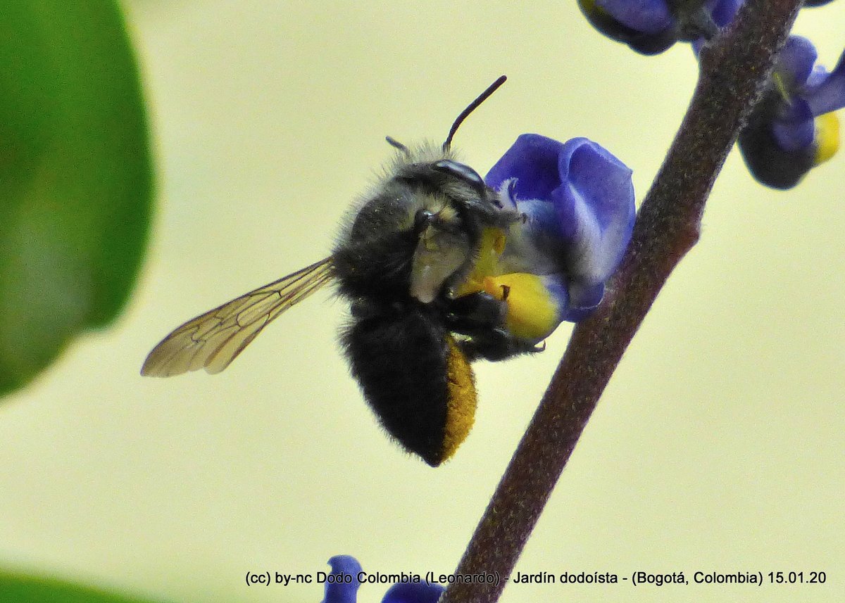 Ayer tuvimos la increible visita de una Abeja cortadora de hojas (Megachile amparo) a nuestro #JardínDodoísta en Bogotá D.C., corre la voz de que tenemos varias (Monnina aestuans) porque hoy regresó con amigas. #BiodiversidadUrbana #CienciaCiudadana