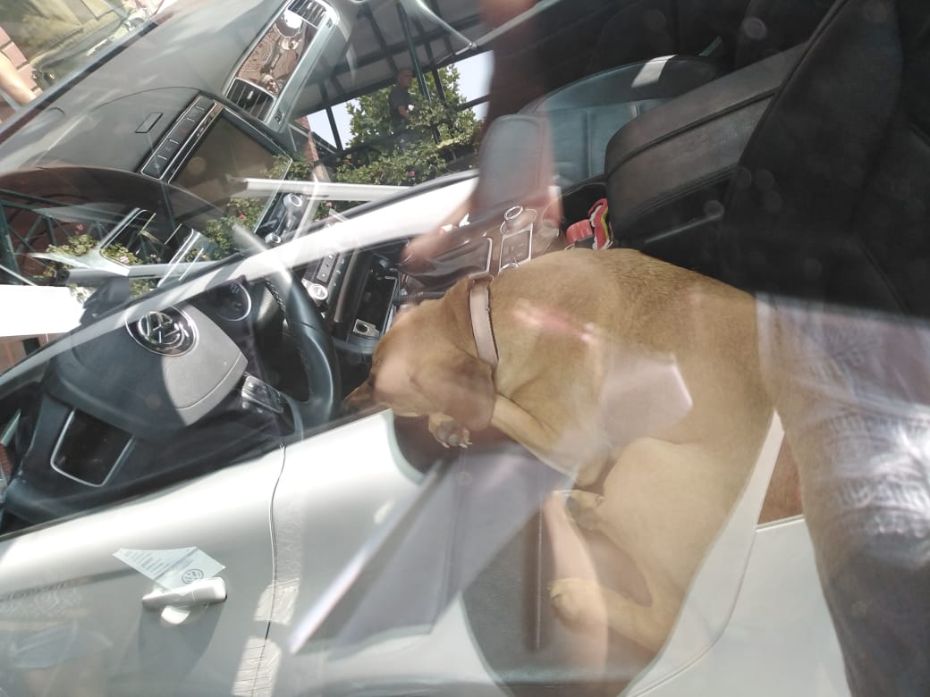 PerrosPlazaHuem's tweet photo. URGENT 📛 perro encerrado en auto #Vitacura @DanielVitis @LavinJoaquin @MuniVitacura @bomba18cl @carolinapinoc @andrearj05 @mascotalerta @Tus_Retweet @MascotaGob @yaopino1987 @bartorell @SoyCatLover @kattykowaleczko @rod_herrera @KarendTV @NoticieroAnimal https://t.co/TLurHUokr7