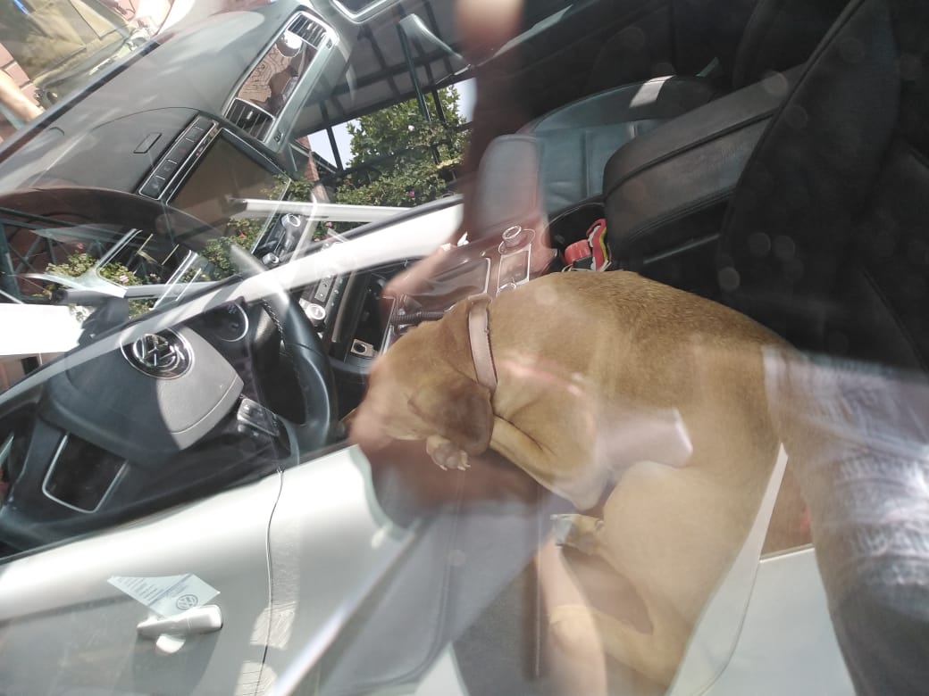 PerrosPlazaHuem's tweet photo. URGENT 📛 perro encerrado en auto #Vitacura @DanielVitis @LavinJoaquin @MuniVitacura @bomba18cl @carolinapinoc @andrearj05 @mascotalerta @Tus_Retweet @MascotaGob @yaopino1987 @bartorell @SoyCatLover @kattykowaleczko @rod_herrera @KarendTV @NoticieroAnimal https://t.co/TLurHUokr7