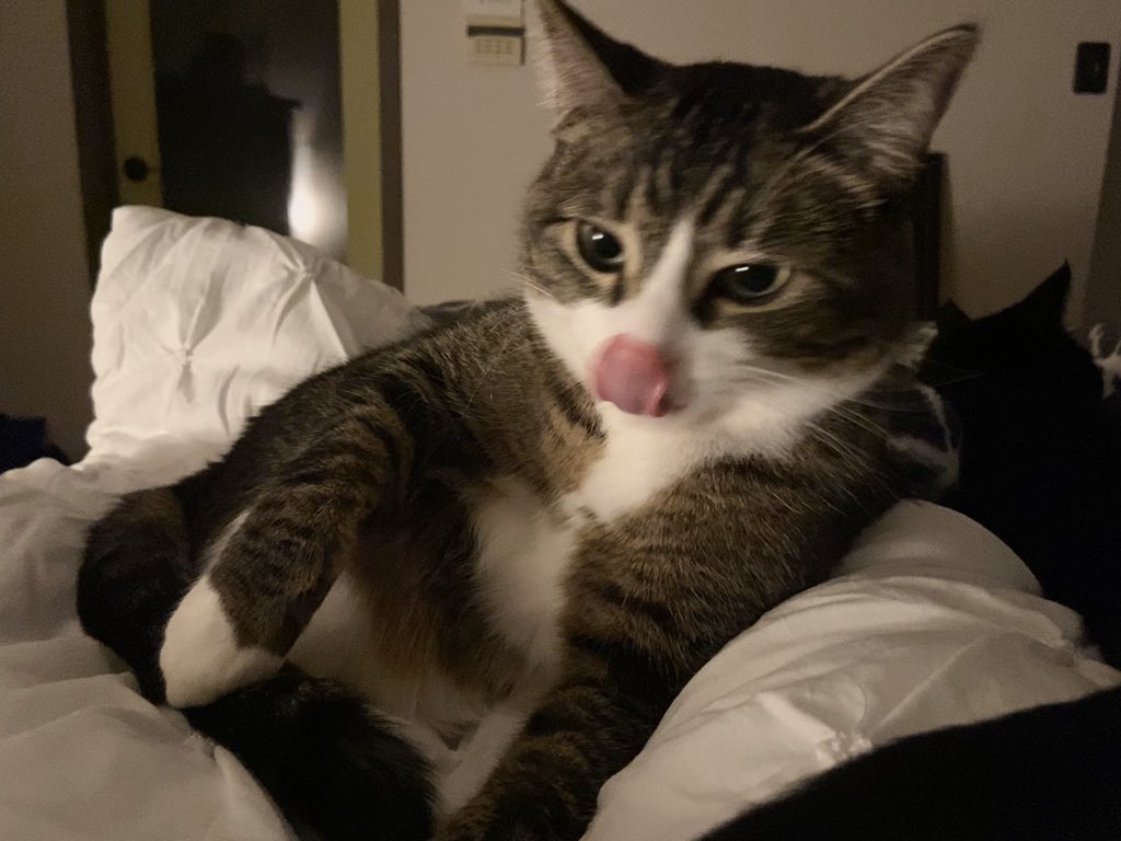 CokeZeroCat tweet picture