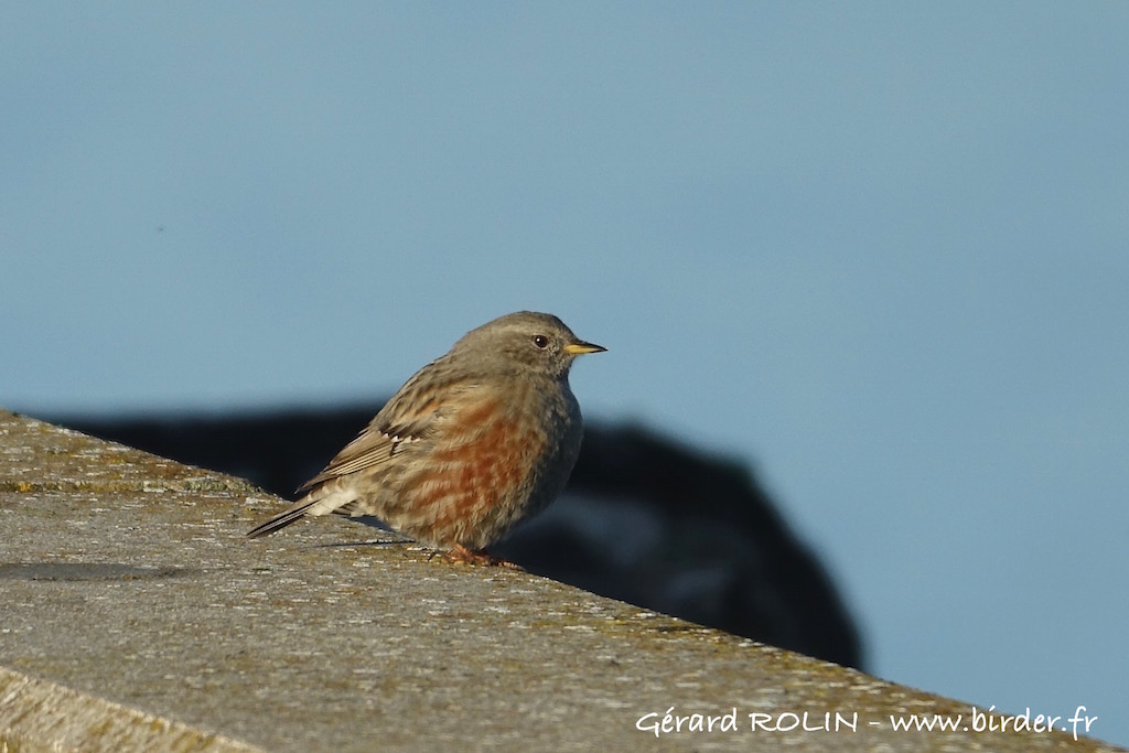 Birder52220's tweet photo. Accenteur alpin / Alpine Accentor, Mesnil Saint-Père, Aube, Grand Est, ce matin /this morning #birds #birdwatching #oiseaux #ornithologie https://t.co/MmBzuHTQF3