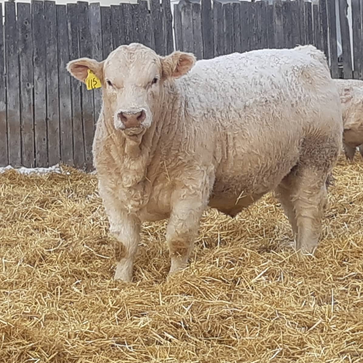 mctavish_jared's tweet photo. It might be one of coldest day of year but we final done giving these boys there hair cuts. Pictures will be taken here shortly  stay tune for updates on our annual bullsale held March 27th on the farm. #mctavishfarms #charolais #redangus https://t.co/T0rCXRk2LC