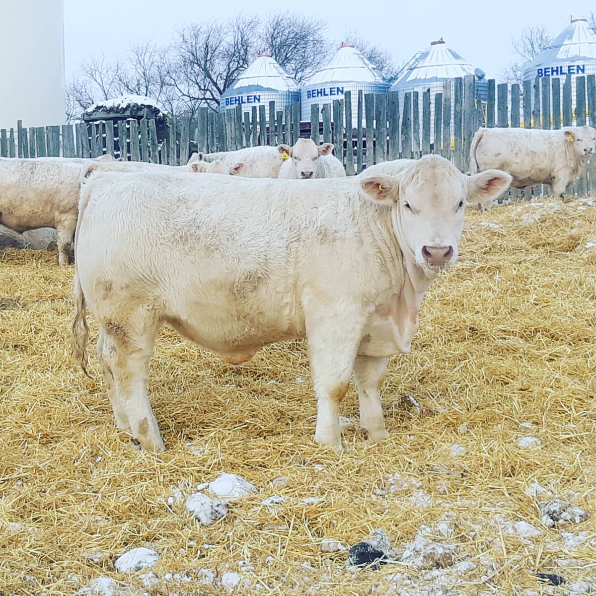 mctavish_jared's tweet photo. It might be one of coldest day of year but we final done giving these boys there hair cuts. Pictures will be taken here shortly  stay tune for updates on our annual bullsale held March 27th on the farm. #mctavishfarms #charolais #redangus https://t.co/T0rCXRk2LC