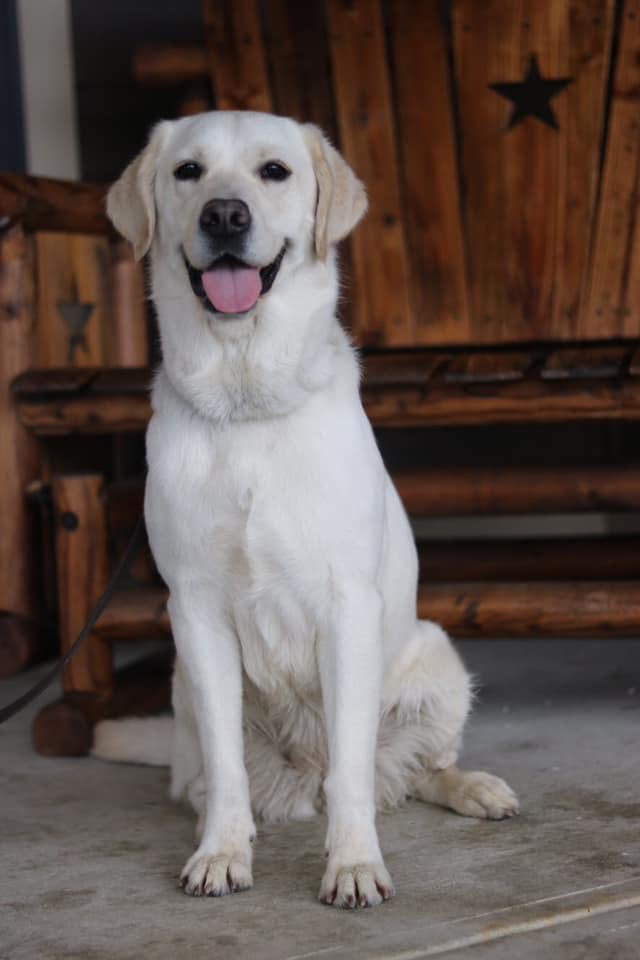 4paws_sitter's tweet photo. a little picture pupdate on olano! i miss her dearly, but i know she’s doing great things! i’m so proud of you! https://t.co/2kn4OHSWni
