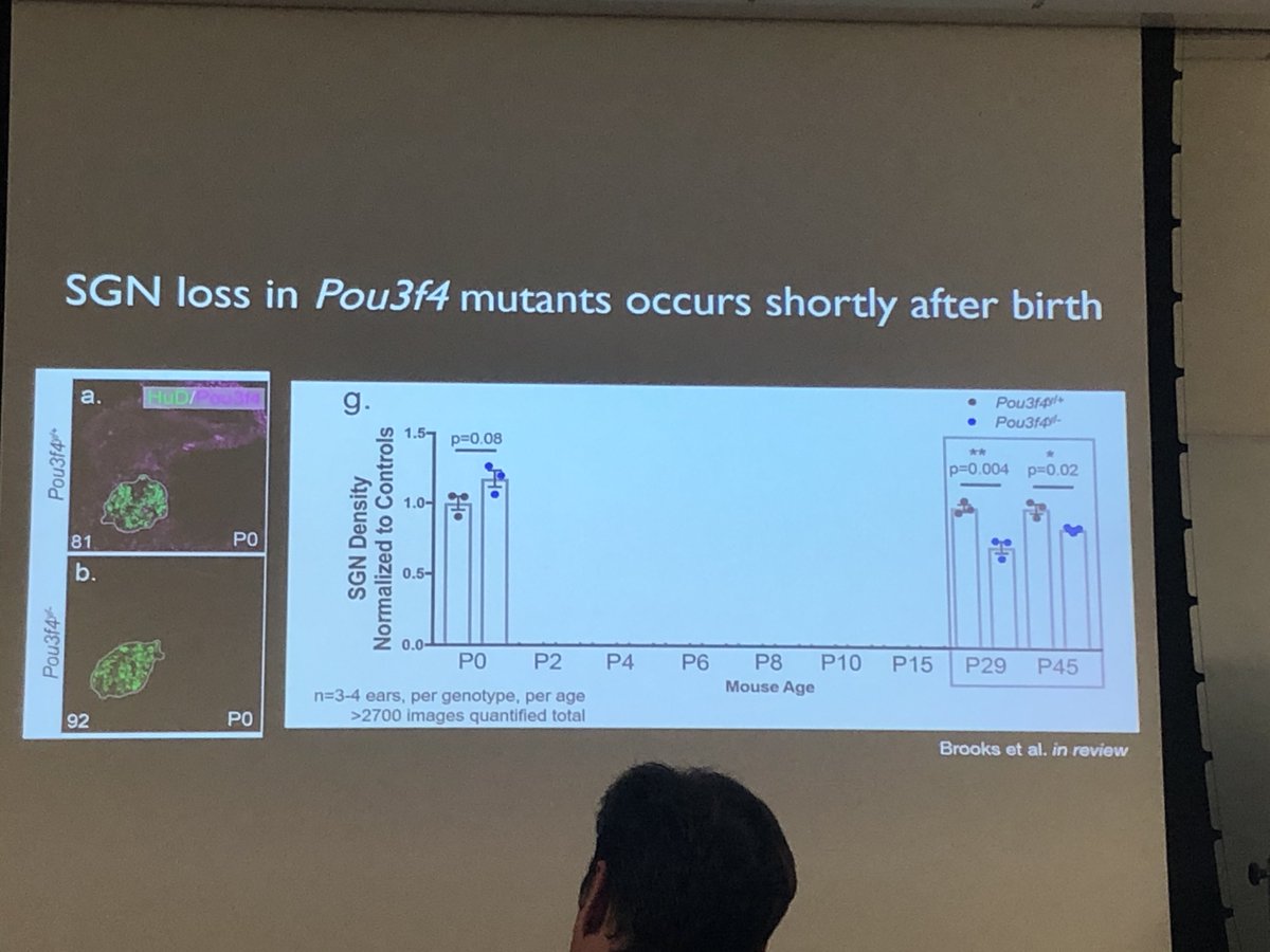 GUBiology's tweet image. During last week’s graduate seminar, Paige Brooks from the Coate lab used fluorescent imaging techniques to analyze the role of mesenchyme cells in the survival of neurons of the spiral ganglion!